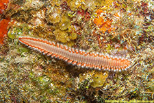 bristle worm