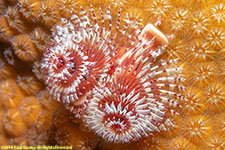 Christmas tree worm