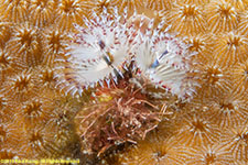 Christmas tree worm