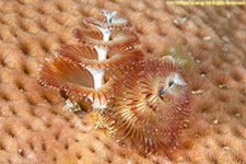 Christmas tree worm