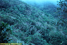 Mt. Scenery cloud forest