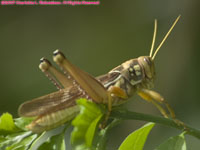 locust