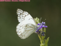 white butterfly