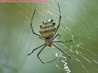 spider in garden