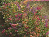 flowers along the wall