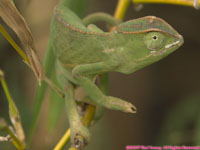 green chameleon