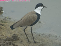 spur-winged plover