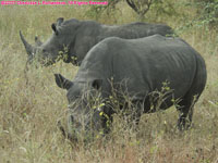 white rhinos