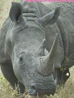 white rhino closeup