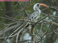 red-billed hornbill