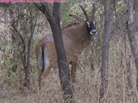 roan antelope