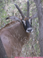 roan antelope closeup