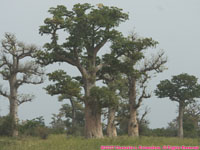 baobab trees