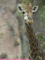 giraffe closeup