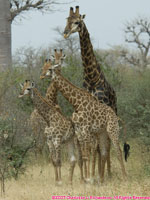 giraffe family