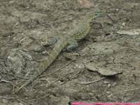 monitor lizard