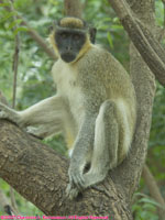 callithrix monkey