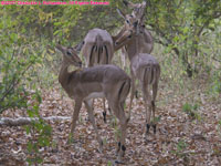 black-faced impalas