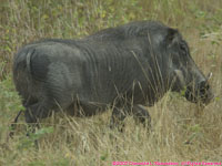 warthog