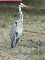 grey heron