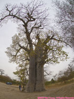 baobab tree used for griot burials