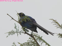 long-tailed glossy starling