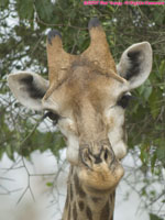 giraffe portrait