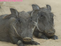 warthogs