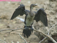 immature long-tailed cormorant