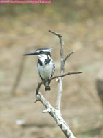 pied kingfisher