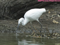 white egret