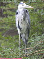 grey heron