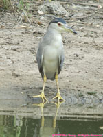 black-crowned heron