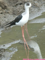 black-winged stilt