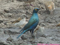 bronze-tailed glossy starling
