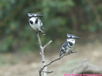 pied kingfishers