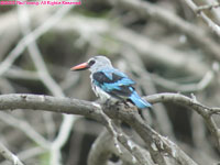 woodland kingfisher