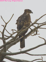 Wahlberg's eagle