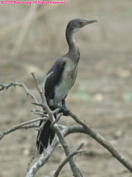 immature long-tailed cormorant