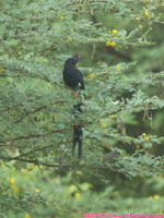 green wood hoopoe