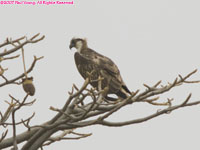 osprey