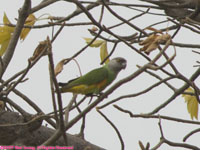 Senegal parrot