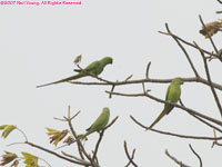 rose-ringed parakeets