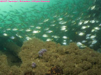 wreckage and fish