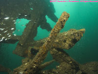 wreckage and fish