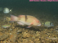 wrasse??