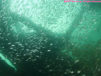 wreckage and fish