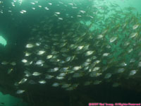wreckage and fish