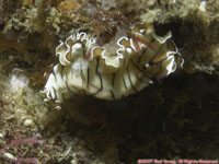 flatworm