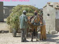 horse cart